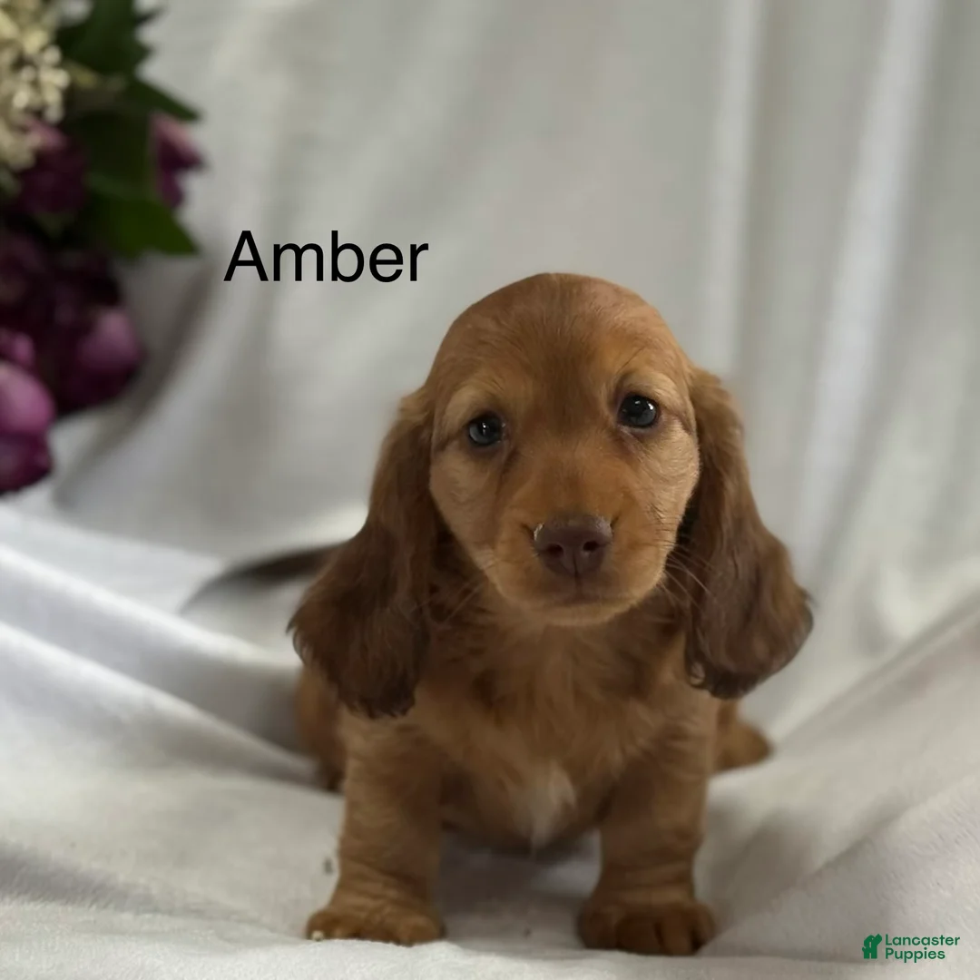 Miniature Dachshund dogs for sale: Amber - Ad 1
