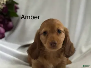 Miniature Dachshund dogs for sale: Amber - Ad 2
