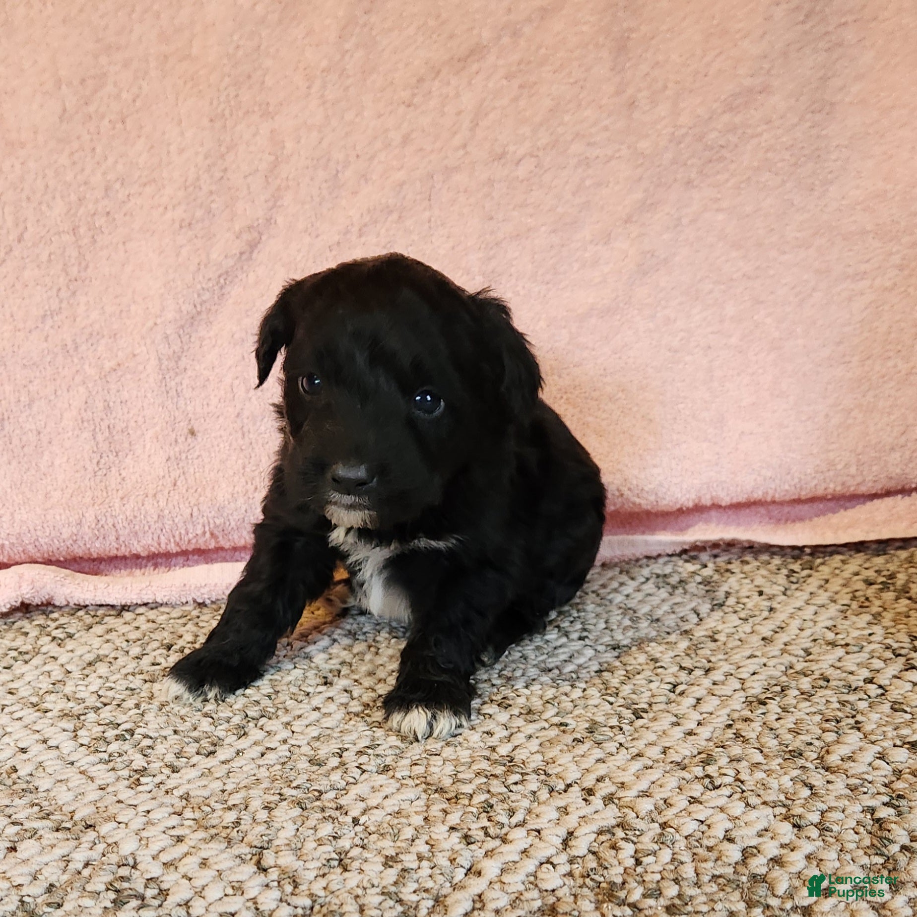 Portuguese Water Dog dogs Brock - Ad 24