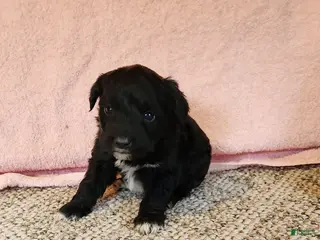 Portuguese Water Dog dogs Brock - Ad 24