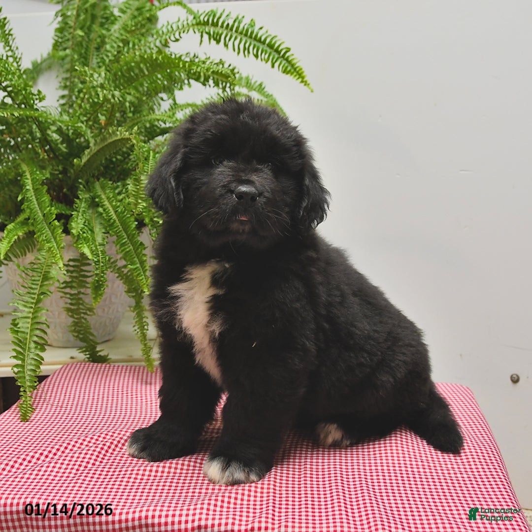 Newfoundland dogs for sale: Roger - Ad 3