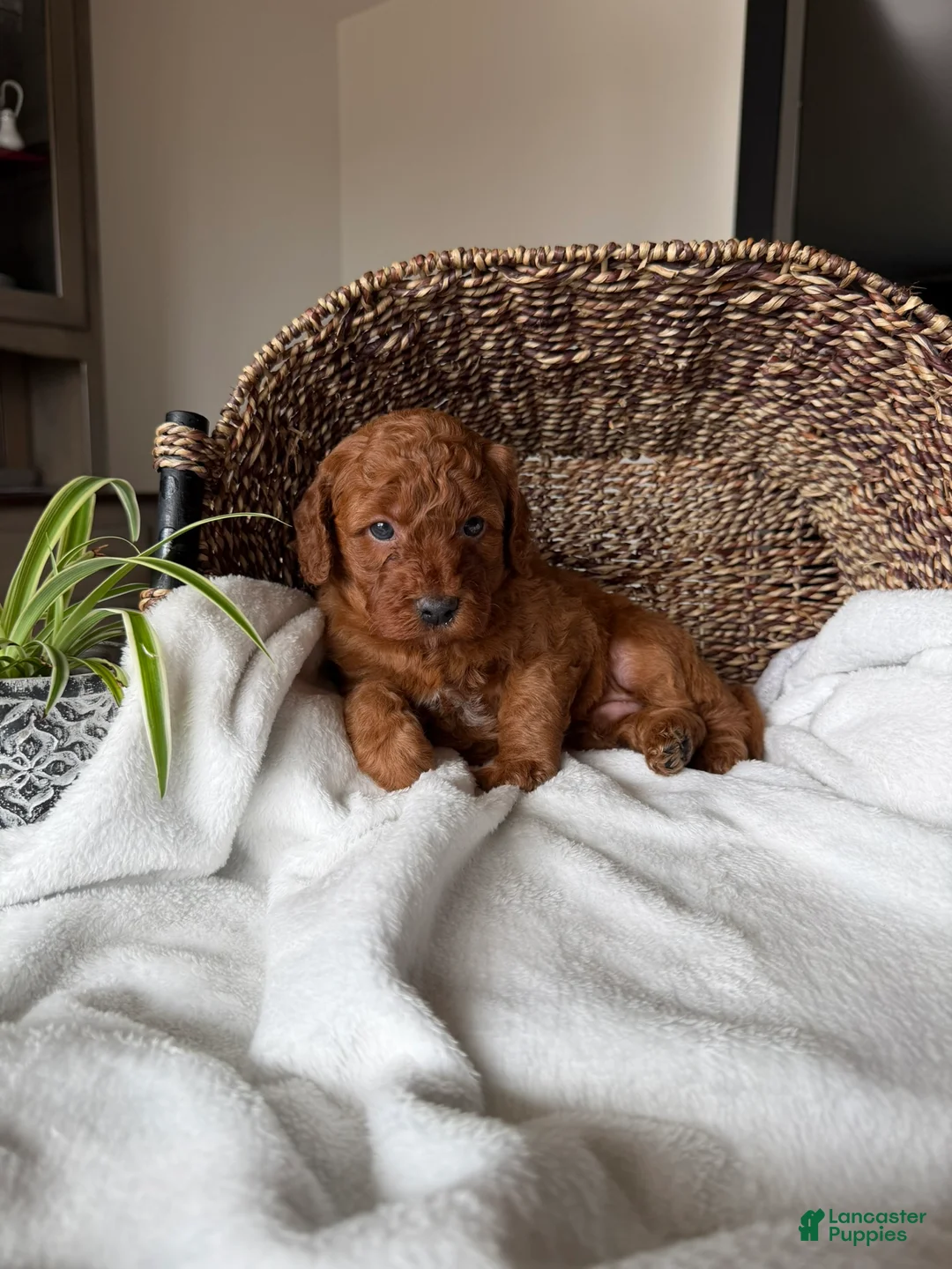 Mini Goldendoodle dogs for sale: Cooper - Ad 4