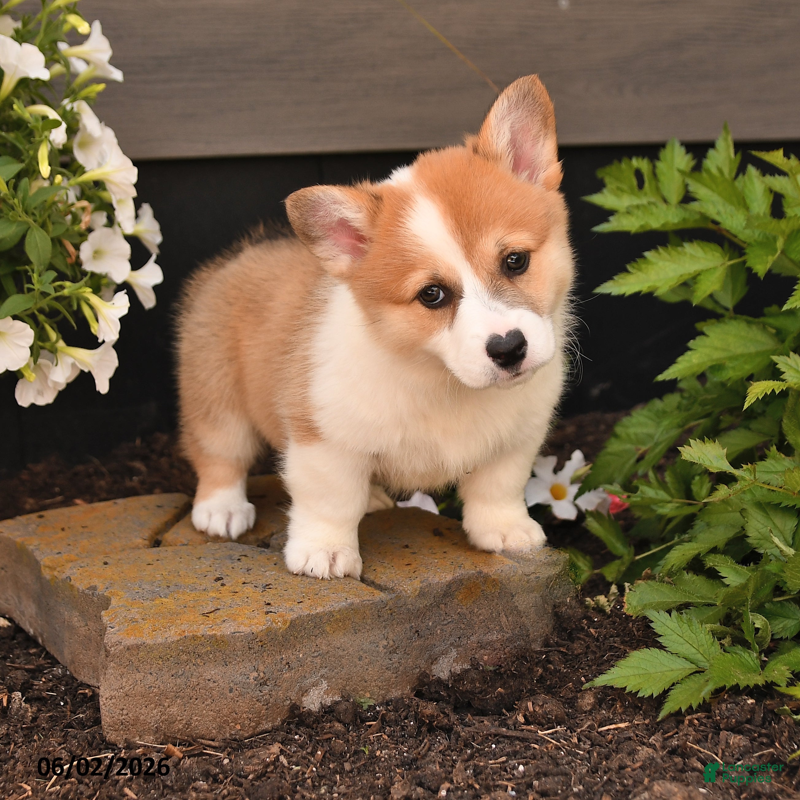 Welsh Corgi Pembroke dogs for sale: Bethany - Ad 1