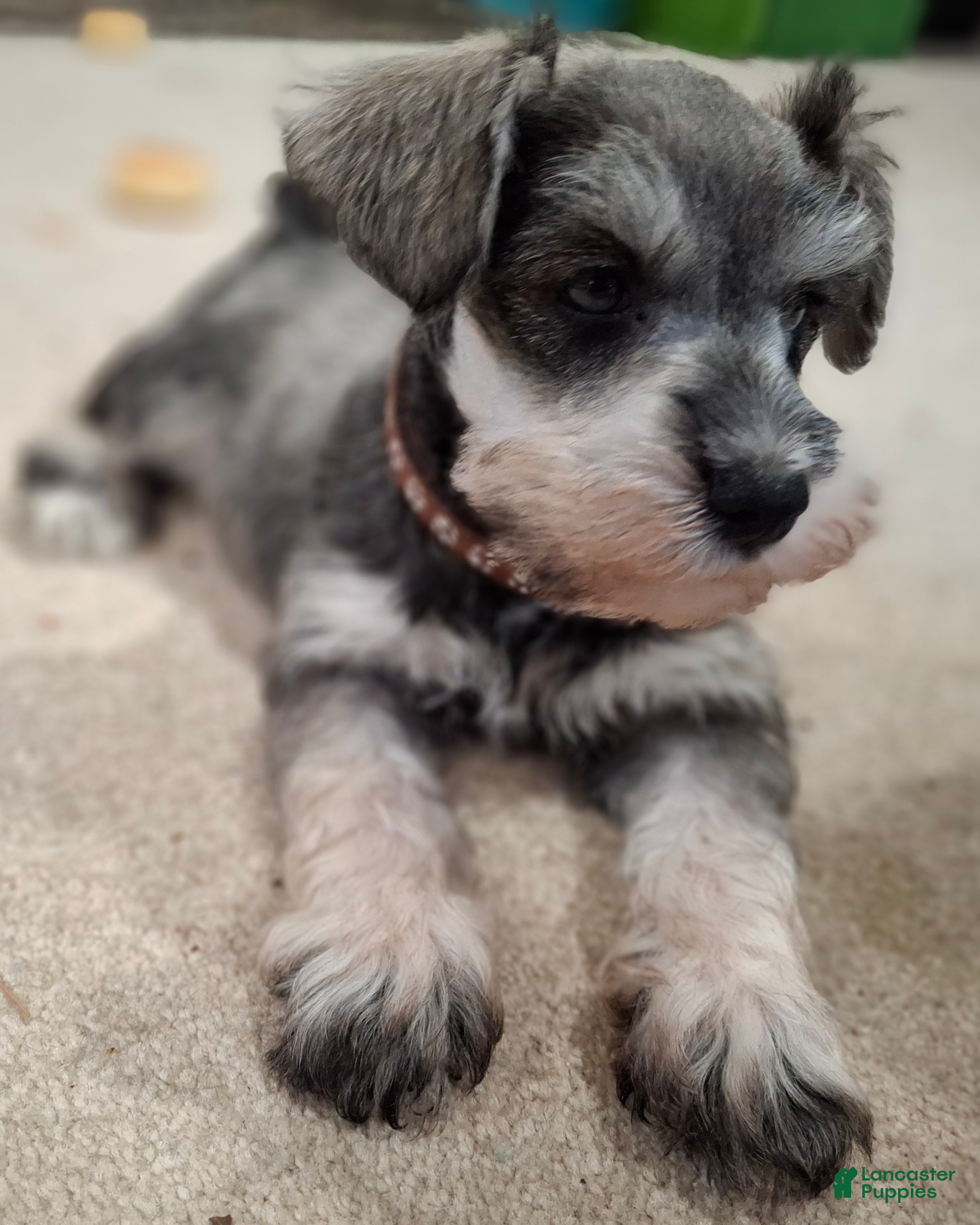 Miniature Schnauzer dogs Ms. POPCORN - Ad 21