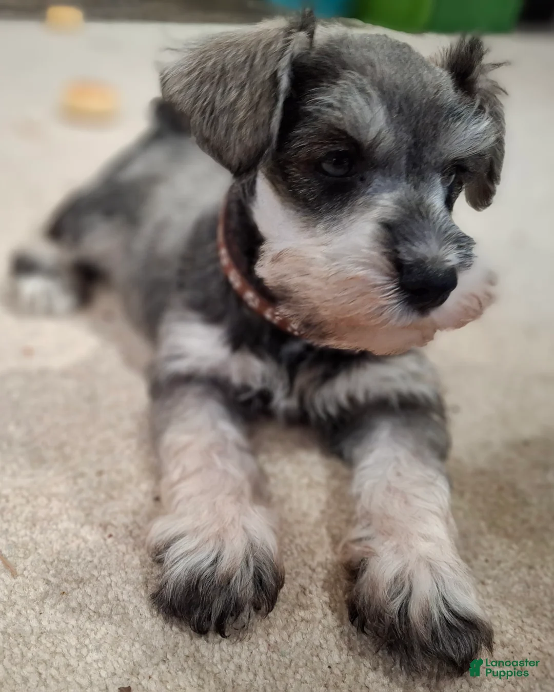 Miniature Schnauzer dogs for sale: Ms. POPCORN - Ad 2