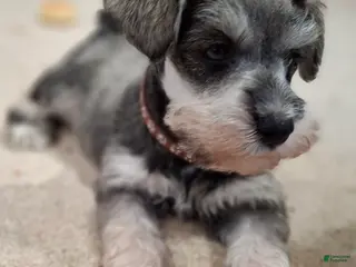 Miniature Schnauzer dogs Ms. POPCORN - Ad 34