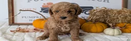 Mini Goldendoodle dogs for sale: Jax  - Ad 6