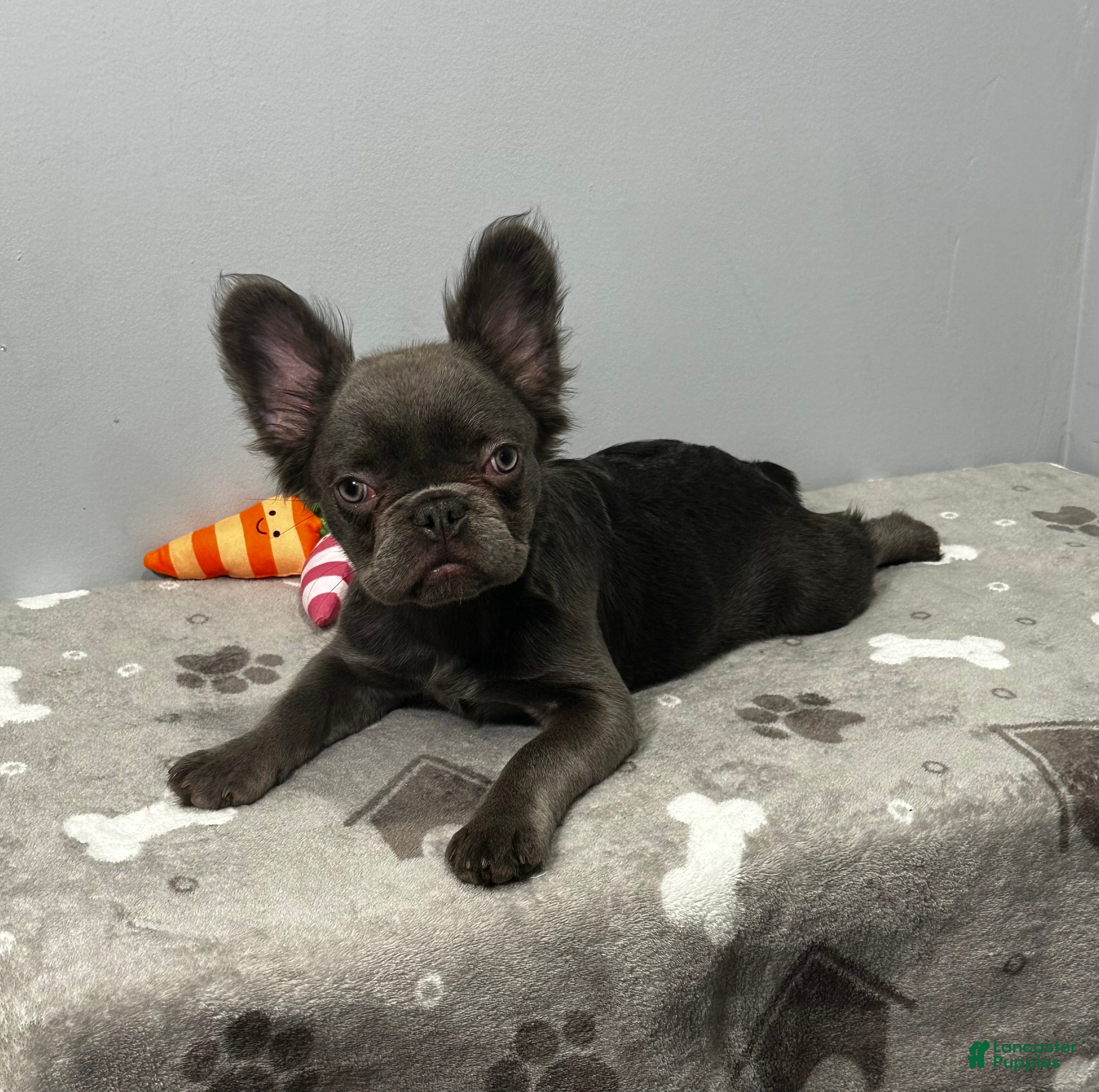 French Bulldog dogs Molly - Ad 2