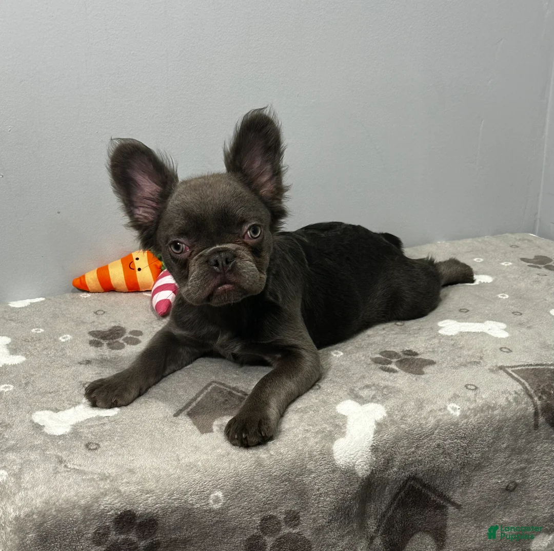 French Bulldog dogs for sale: Molly - Ad 2