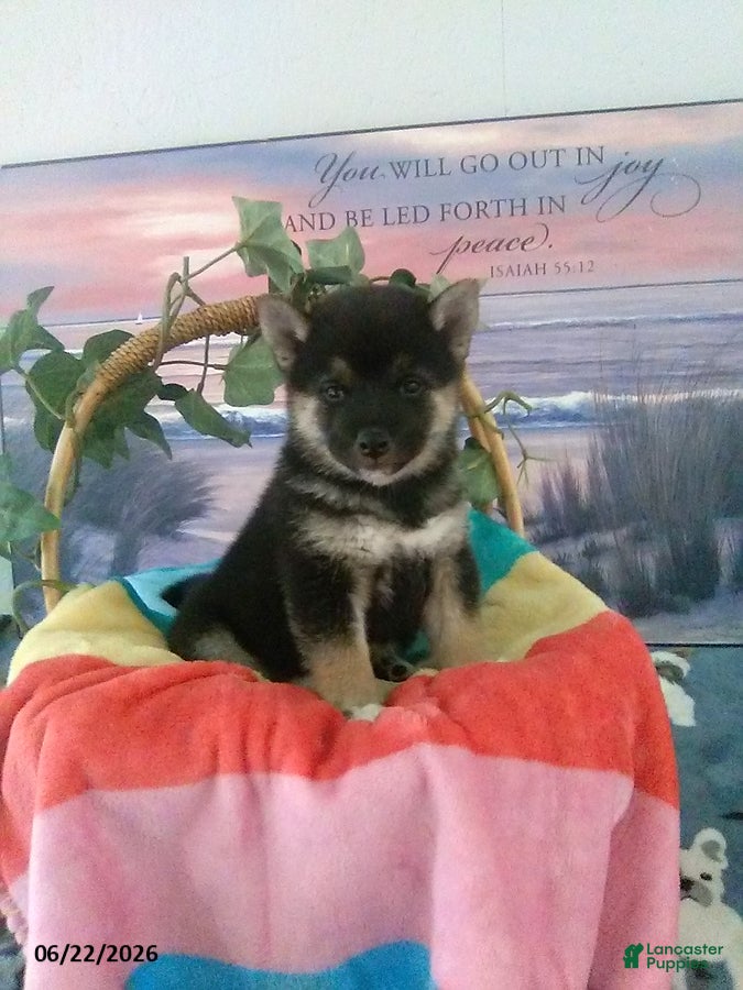 Shiba Inu dogs Lucky - Ad 1