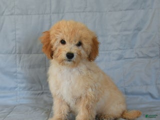 Shihpoo dogs - Ad 33