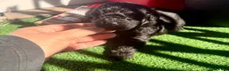Toy Poodle dogs for sale: Toy Poodle 1 - Ad 3