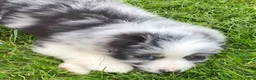 Mixed Breed dogs for sale: Max - Ad 3