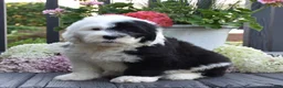 Old English Sheepdog dogs for sale: Kiki - Ad 3