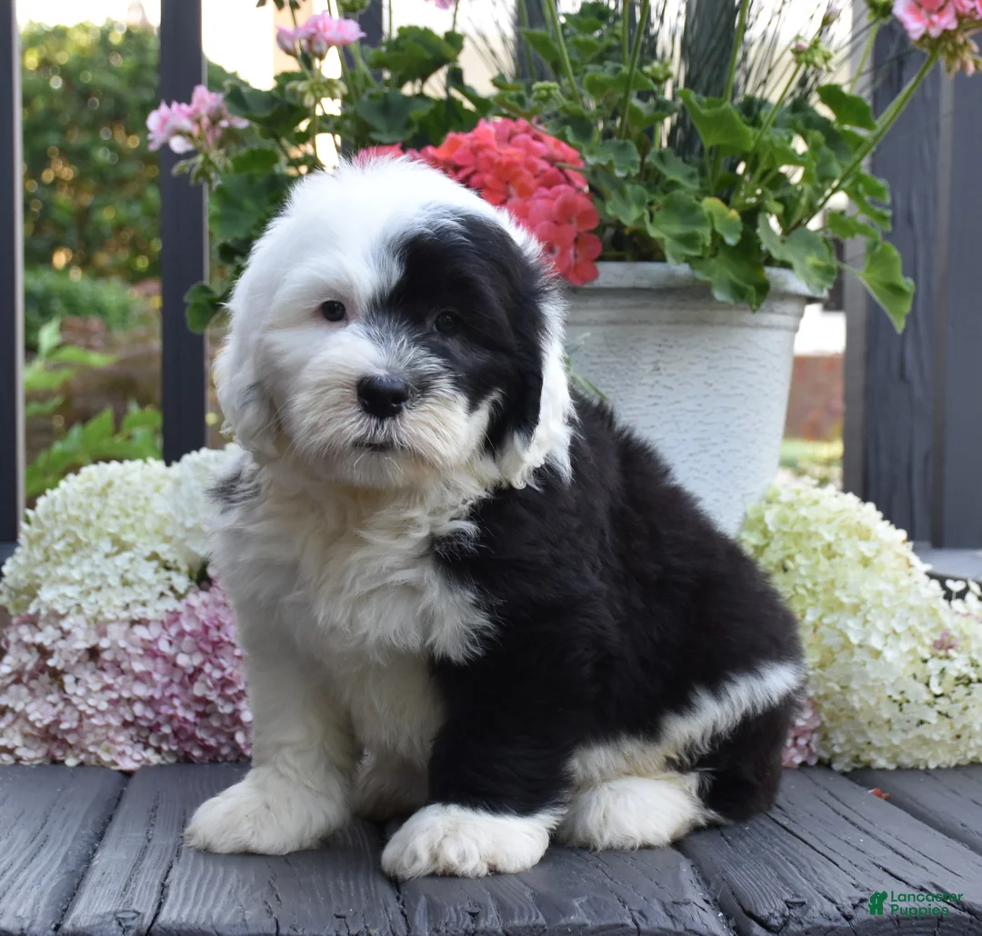 Old English Sheepdog dogs for sale: Kiki - Ad 3