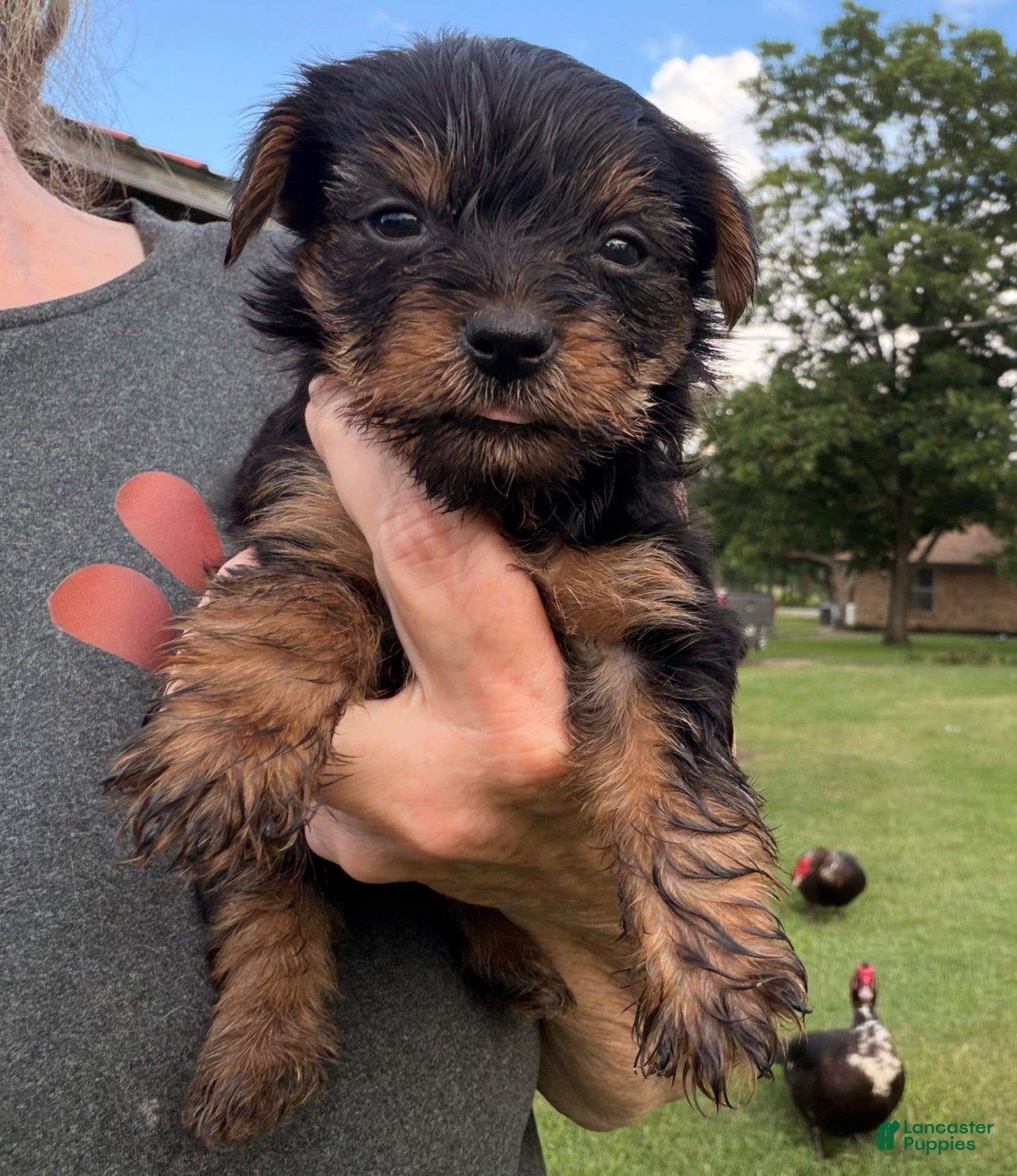 Yorkshire Terrier dogs Yorkshire Terrier Puppy 2 - Ad 1