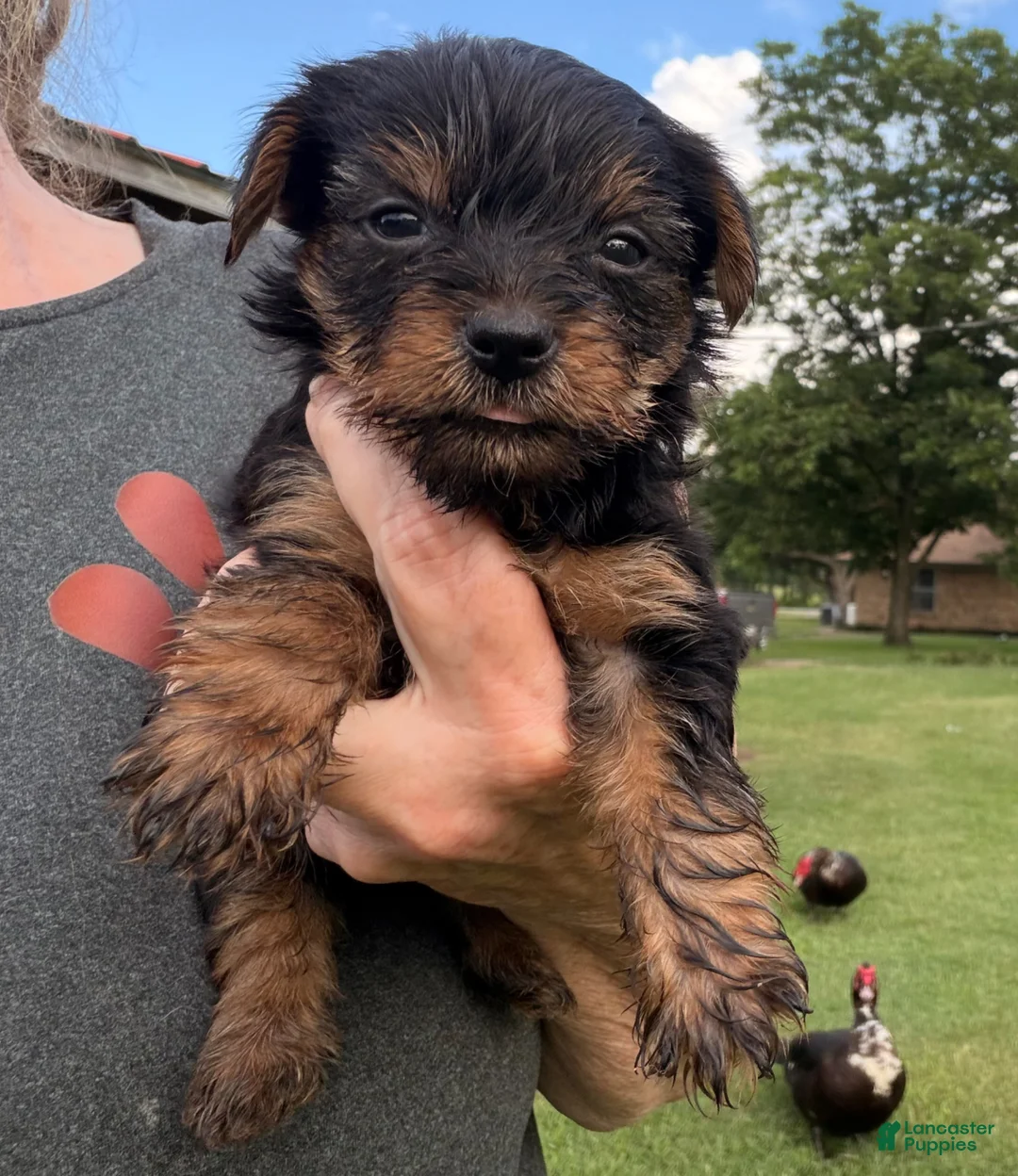 Yorkshire Terrier dogs for sale: Yorkshire Terrier Puppy 2 - Ad 1