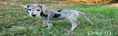 Gray (gravy girl)