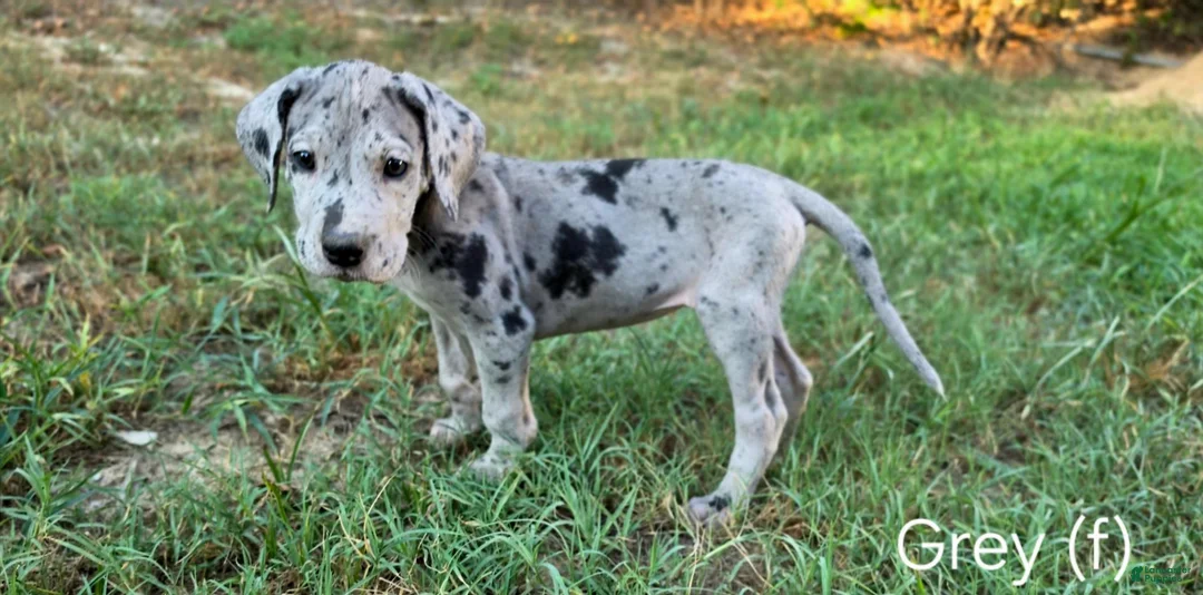Great Dane dogs for sale: Gray (gravy girl) - Ad 1