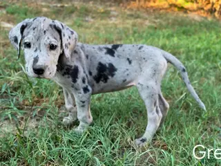 Great Dane dogs Gray (gravy girl) - Ad 8