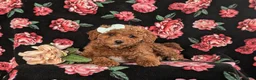 Cavapoo dogs for sale: Kelcy Hypoallergenic - Ad 5