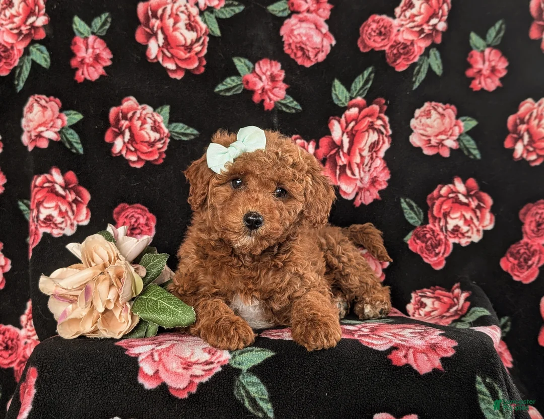 Cavapoo dogs for sale: Kelcy Hypoallergenic - Ad 5