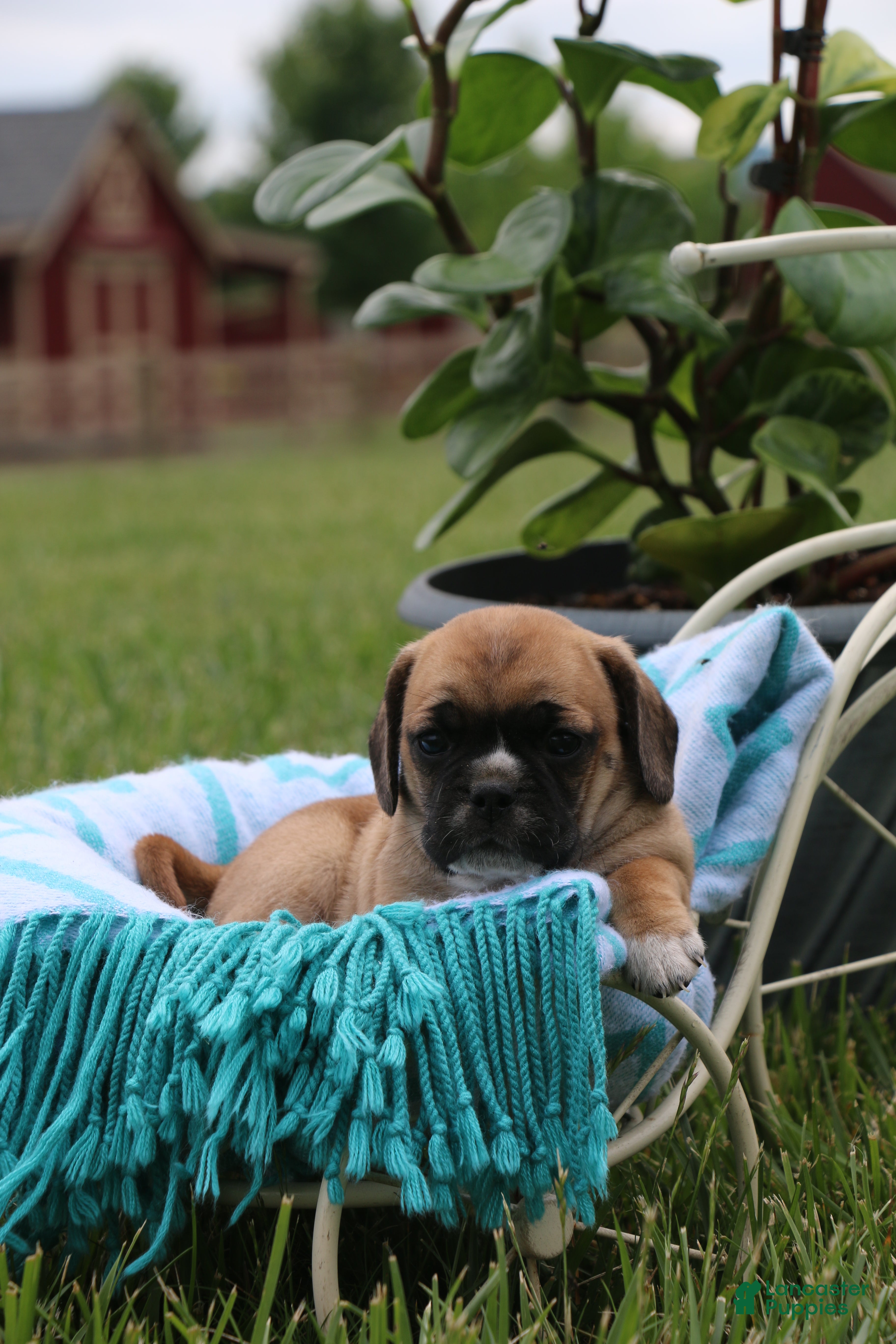 Puggle dogs for sale: Kara - Ad 1