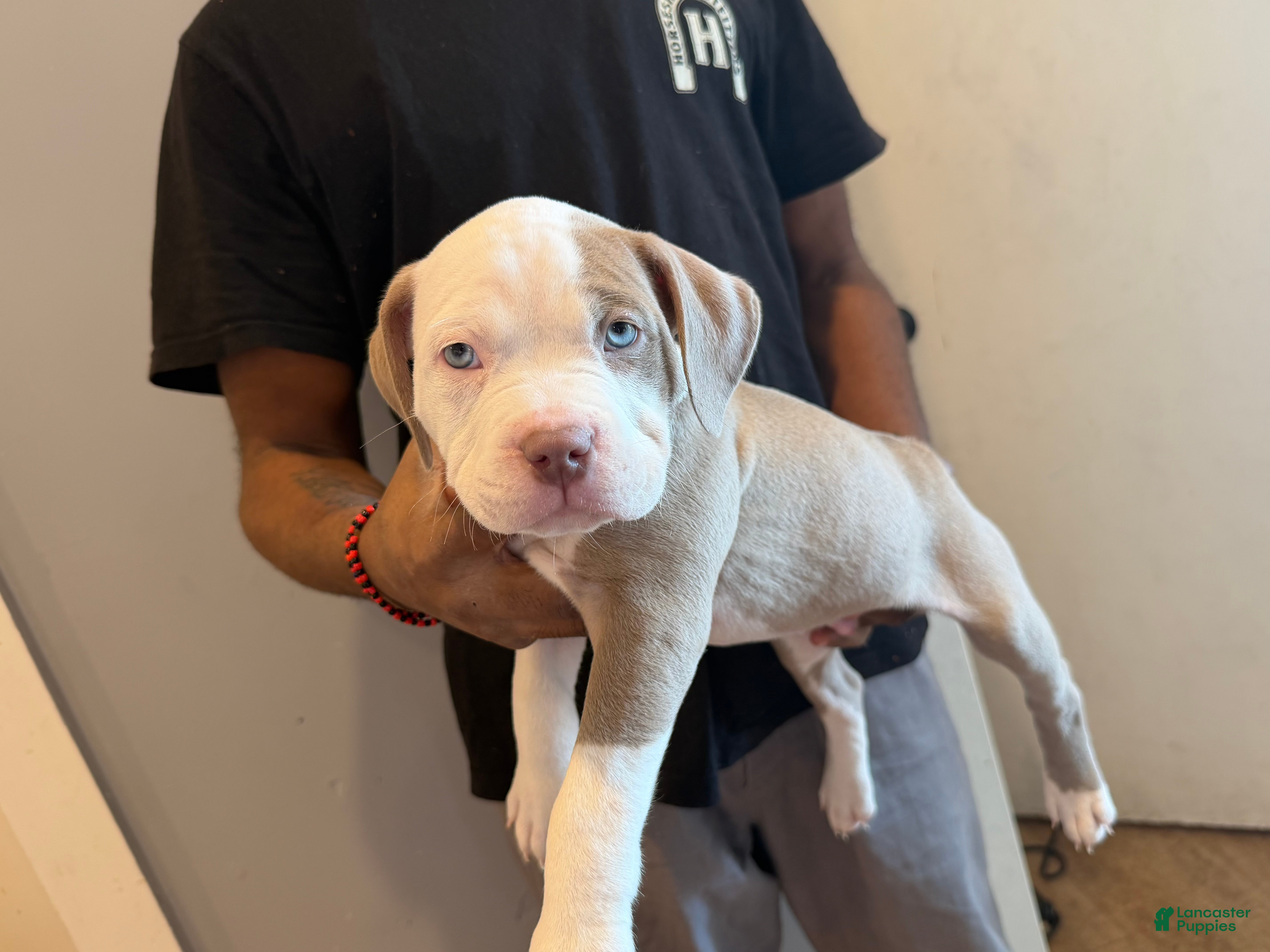 American Bully dogs Cloud - Ad 21