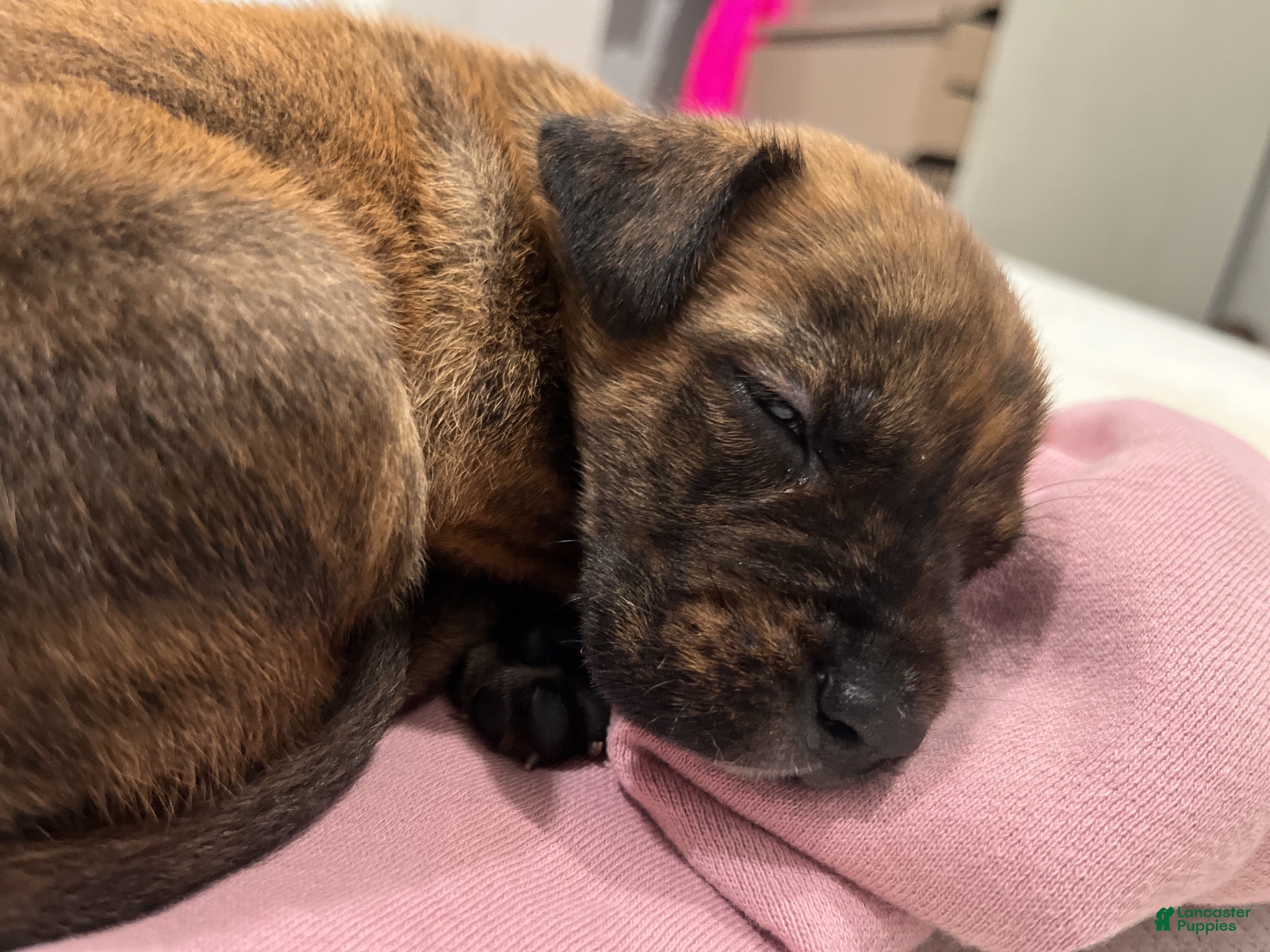 Mixed Breed dogs Mixed Breed 1 - Ad 2