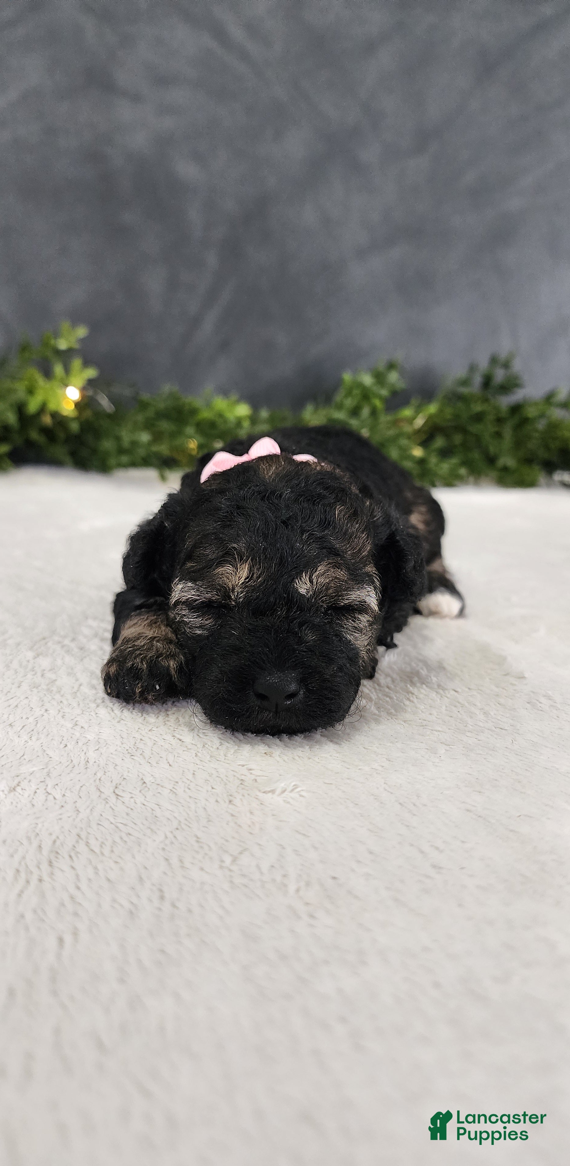 Miniature Poodle dogs for sale: Faith  - Ad 3