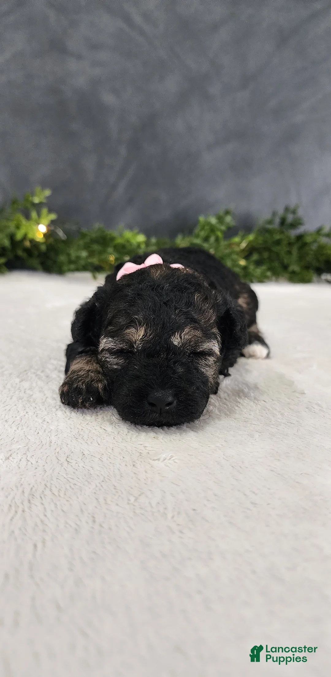 Miniature Poodle dogs for sale: Faith  - Ad 1