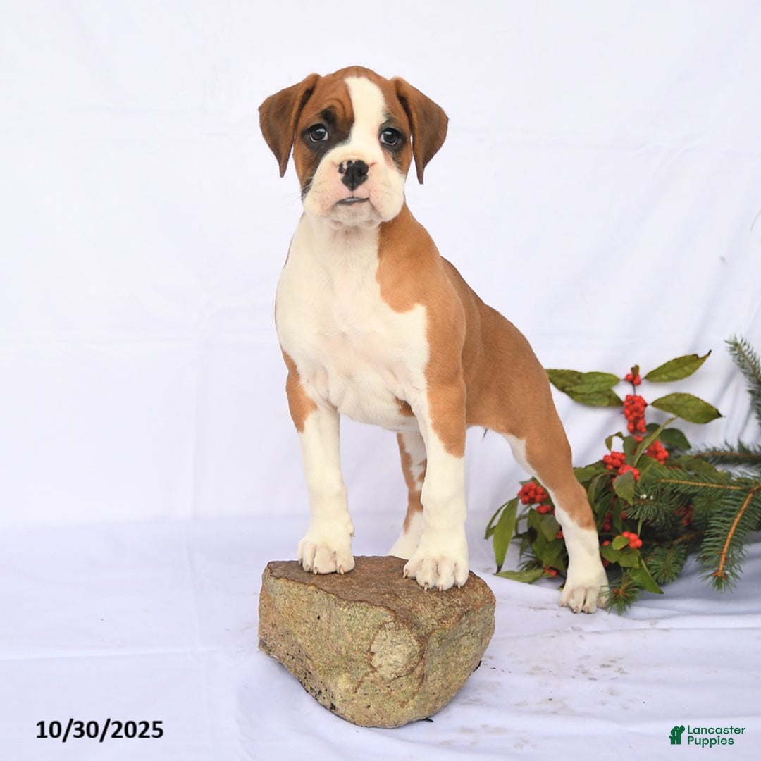 Boxer dogs for sale: Tulip - Ad 2