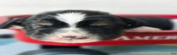 English Springer Spaniel dogs for sale: Zuma - Ad 5