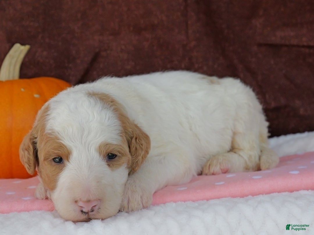 Bernedoodle dogs for sale: Cutie Pie - Ad 2