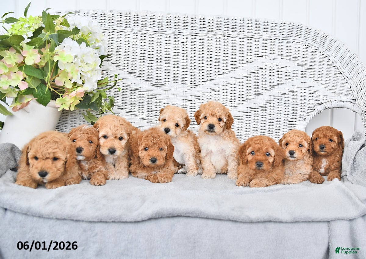 Mini Aussiedoodle dogs for sale: Shelly - Ad 5