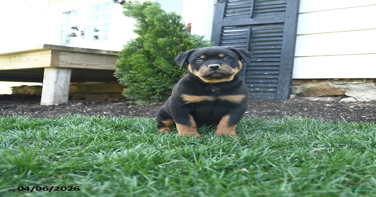 Charlie Brown Rottweiler for sale in Oxford | Lancaster Puppies