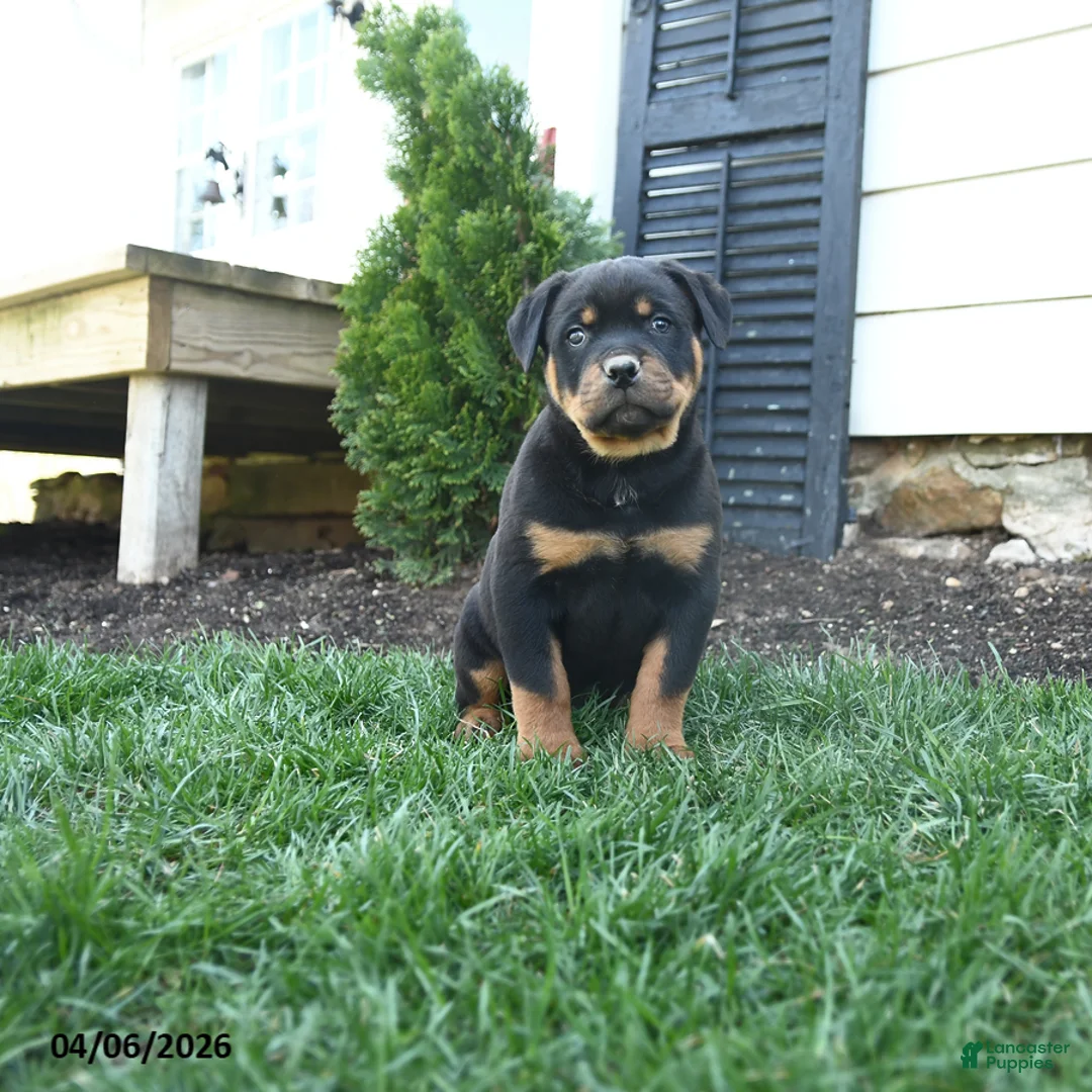 Rottweiler dogs for sale: Charlie Brown - Ad 1