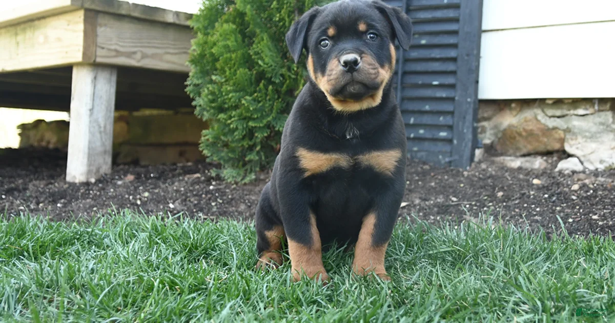 Charlie Brown Rottweiler for sale in Oxford | Lancaster Puppies