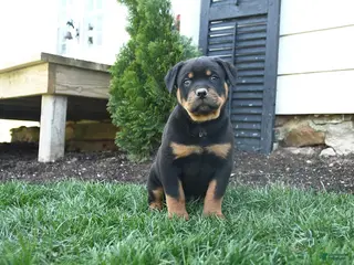 Rottweiler dogs for sale: Charlie Brown - Ad 4