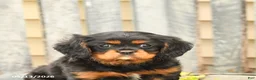Cavalier King Charles Spaniel dogs for sale: Smores - Ad 5
