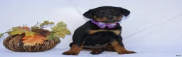 Rottweiler dogs for sale: Dolly - Ad 2