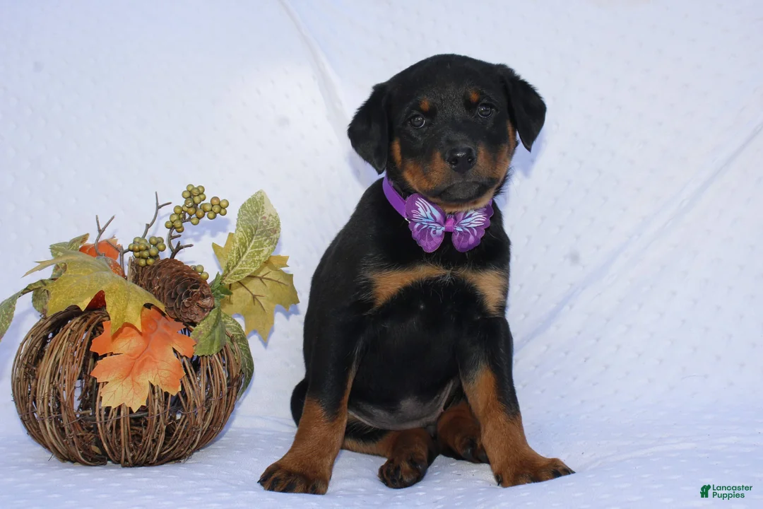 Rottweiler dogs for sale: Dolly - Ad 2