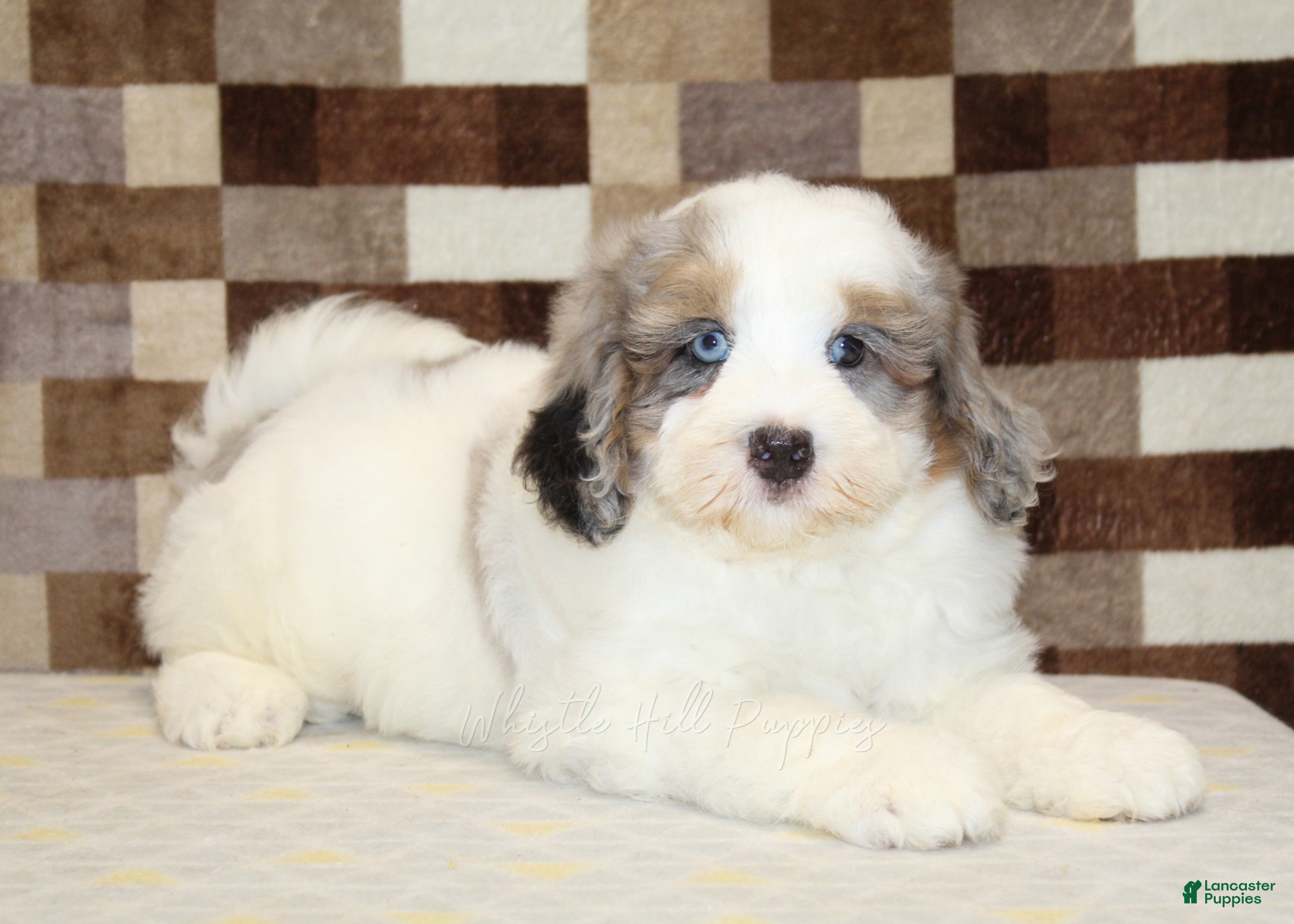 Mini Bernedoodle dogs Chip - Ad 2