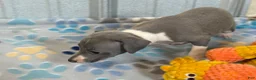 Italian Greyhound dogs for sale: Swan - Ad 3