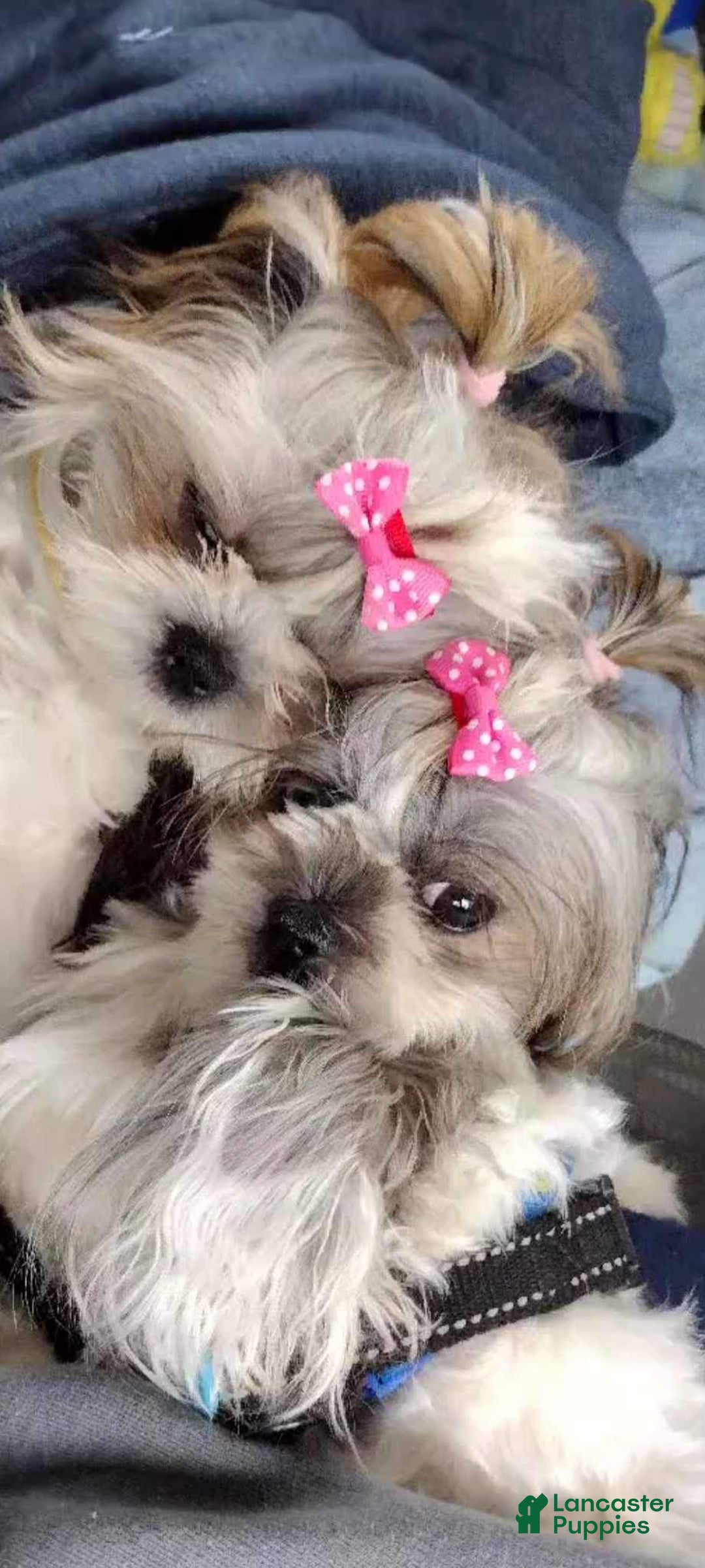 Shih Tzu dogs for sale: Judy - Ad 14