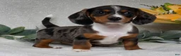 Miniature Dachshund dogs for sale: Pixie - Ad 4