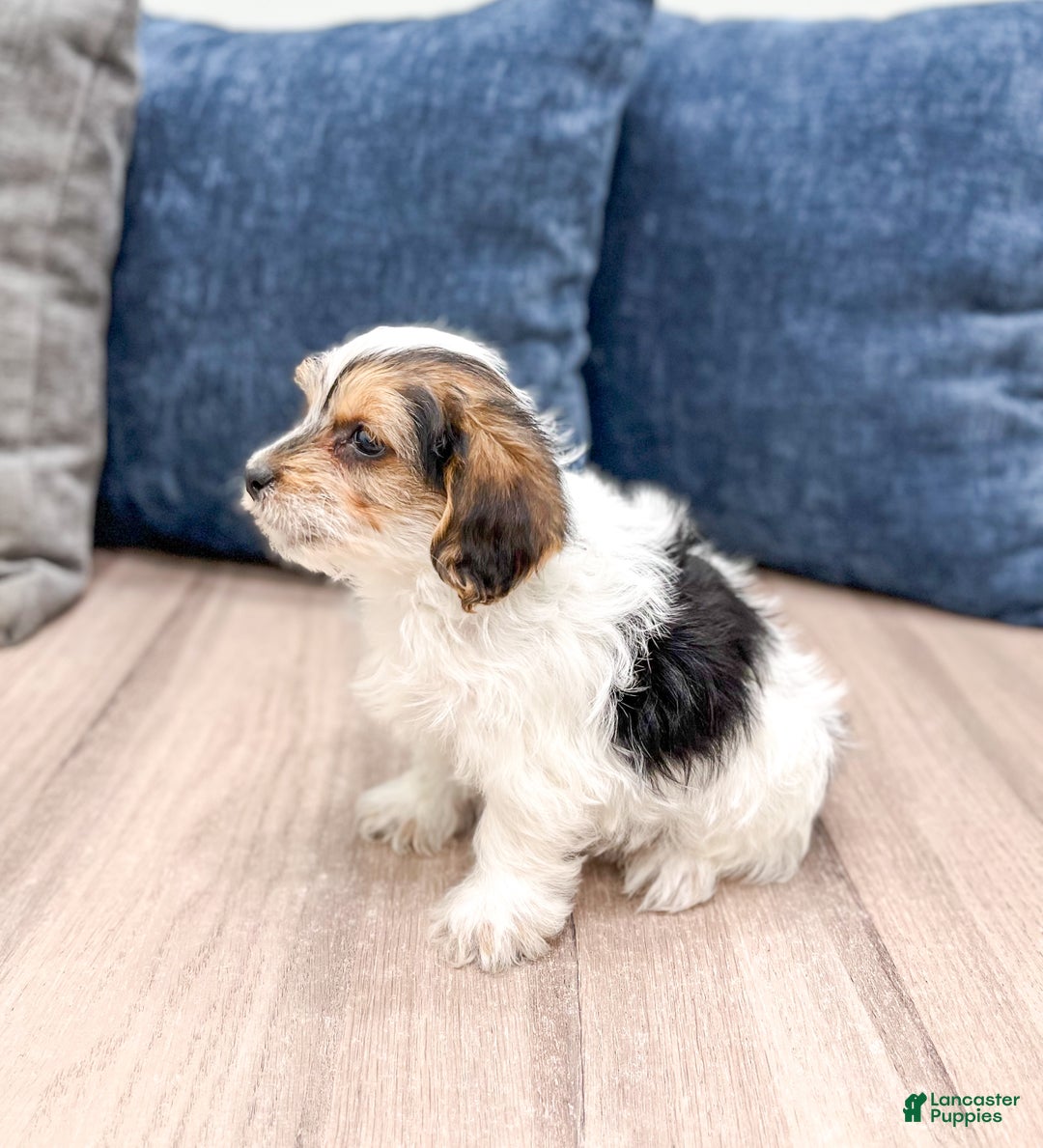 Yorkiepoo dogs for sale: Cash - Ad 3