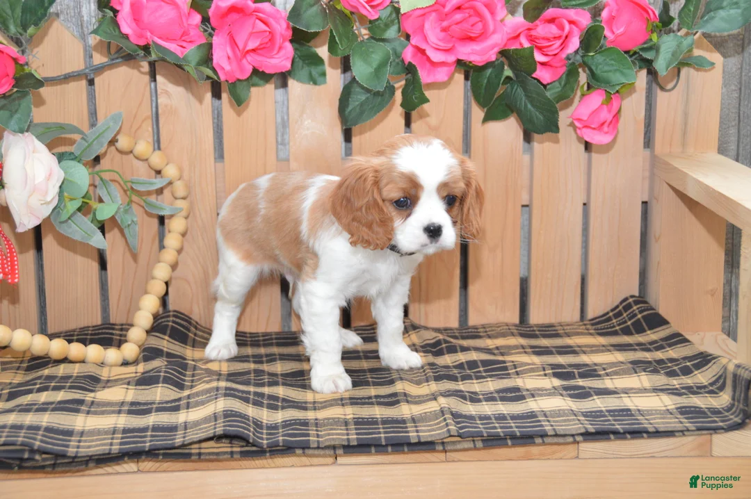 Cavalier King Charles Spaniel dogs for sale: Dakota - Ad 6
