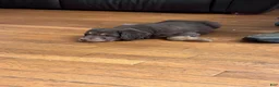 Aussiedoodle dogs for sale: Aussiedoodle 1 - Ad 3