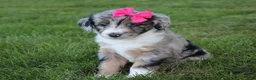 Mini Aussiedoodle dogs for sale: Kierra 🎀 - Ad 3